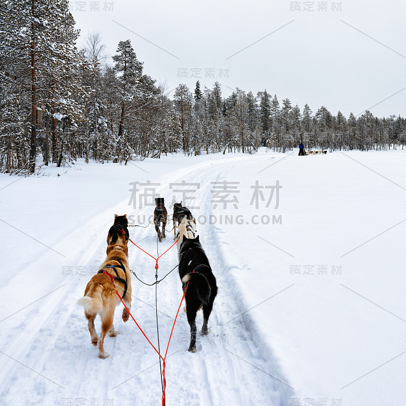 芬兰拉普兰的哈士奇雪橇