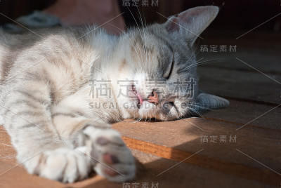 睡觉的猫