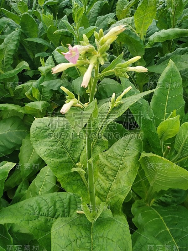 烟叶植物生长在农业亚洲和幼绿烟叶种植园在烟草领域。