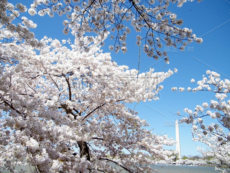 华盛顿潮汐盆地附近的樱花2010年3月