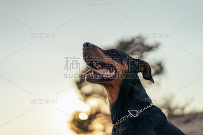 杜宾犬