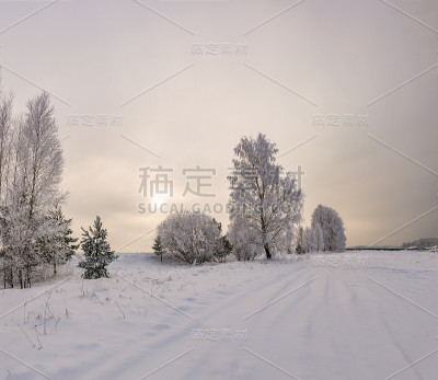 雪原附近白雪覆盖的桦树全景。