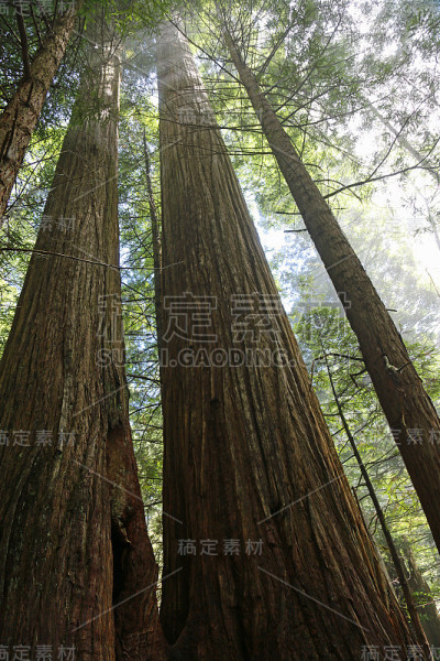 高大的红杉树垂直