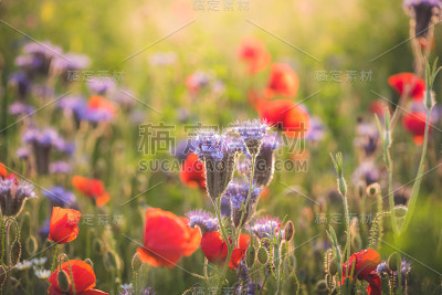 花花绿绿的草本草地上盛开着五颜六色的野花