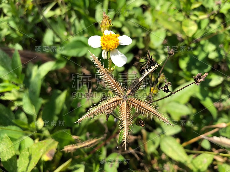 明星的杂草