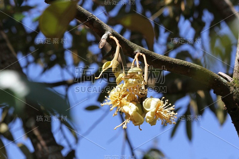 榴莲花长在树枝上。