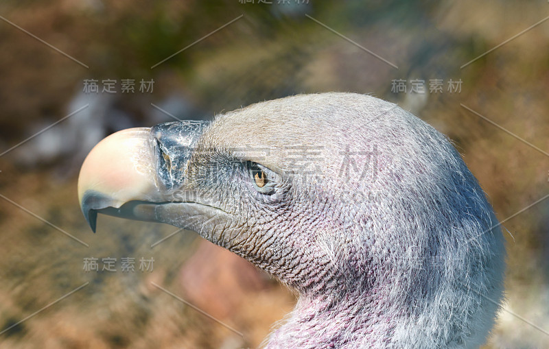 白头秃鹫特写