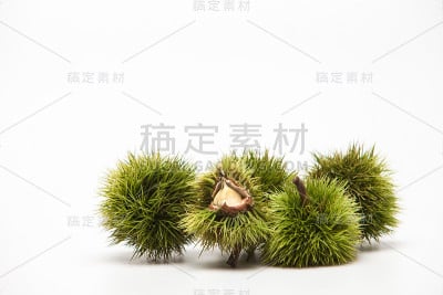 开绿色的栗子上有白色的