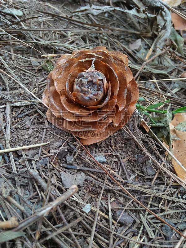 可贵的wallichiana (deodara)松果特写