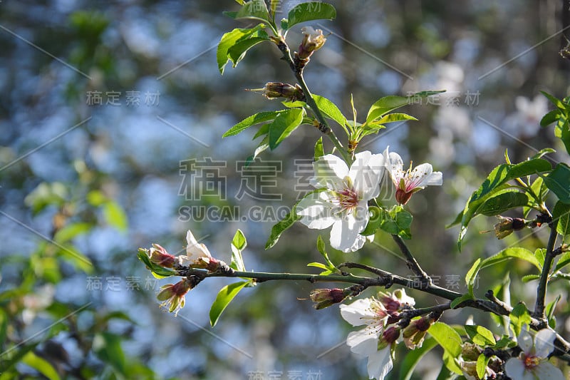 美丽的花卉背景与开花的杏树