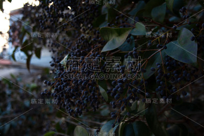 黑刺李树的树枝，有深紫色的浆果