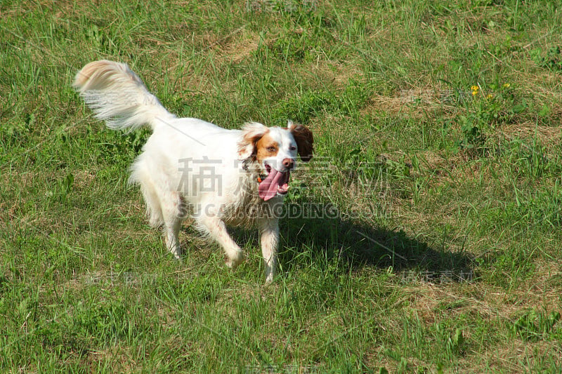 施普林格猎犬