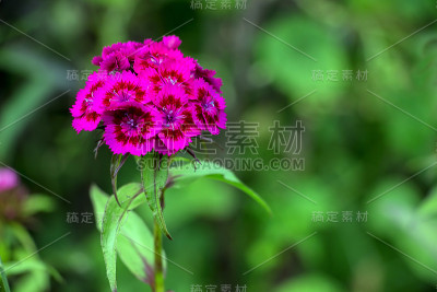 紫色的丁香土耳其