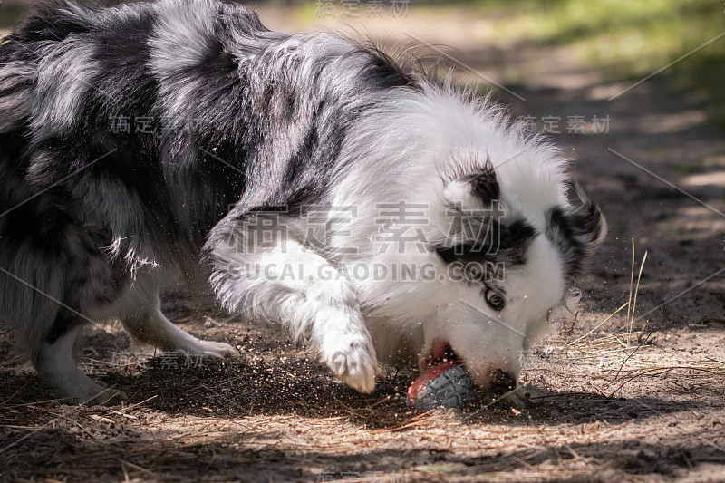 特写的澳大利亚牧羊犬试图抓住飞行的玩具，奔跑和玩耍的森林，集中