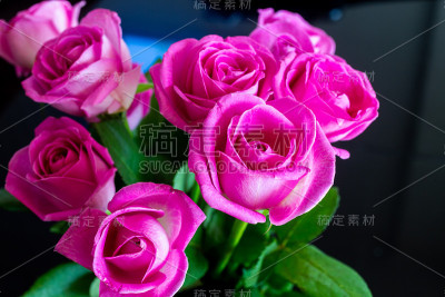 粉色玫瑰