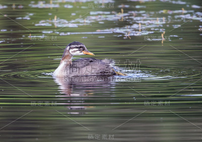 红水鸟少年