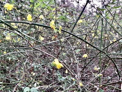 冬季茉莉/茉莉花