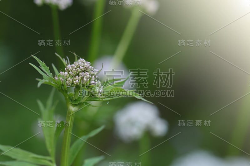 缬草officinalis。治疗药草和鲜花。缬草花特写在绿色模糊的背景。有用的药用植物。替代医学