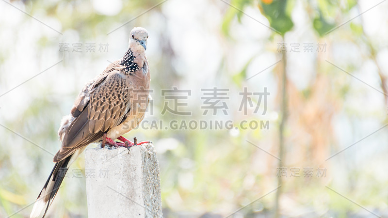 斑点鸽子站在混凝土杆子上