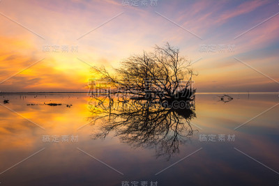 枯树，太阳，大海和天空