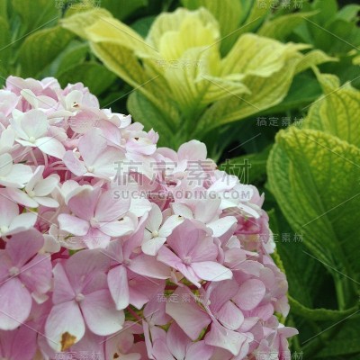 花自然叶色