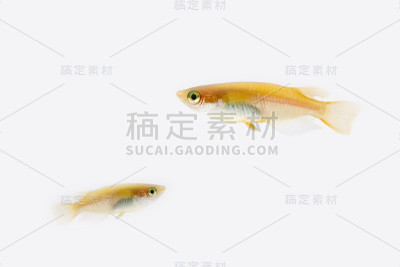 青鳉,oryzias latipes