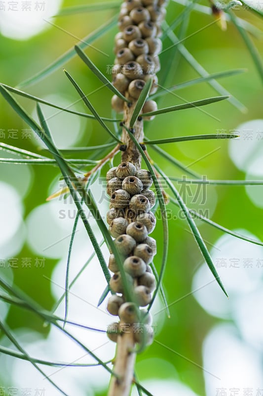 桃金娘科，澳洲，新南威尔士州