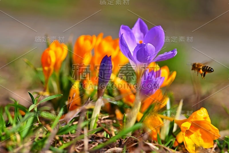 春花与飞蜂。太阳照耀下的草地上绽放的第一朵美丽多彩的花。