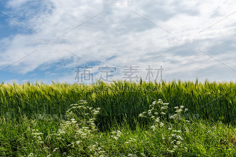 初夏的麦田