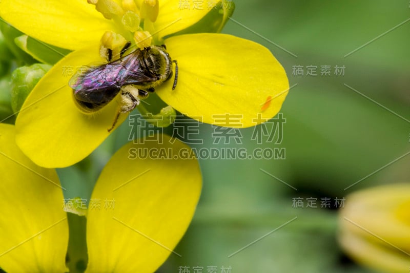 黄色樱草花上的黑色小黄蜂