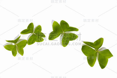 四个天然亮绿色三叶草在白色