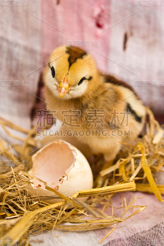 小鸡从蛋里孵出来