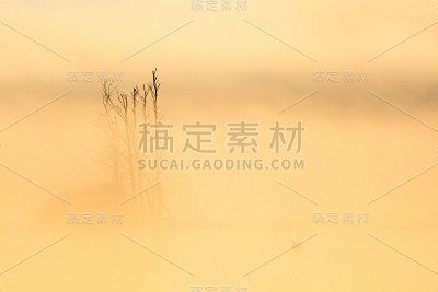 天鹅在黎明中游泳