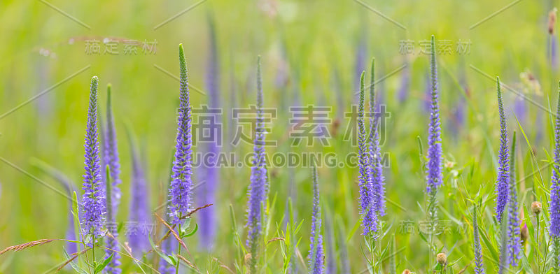 特写紫罗兰野生草原花在绿色的草，不错的户外背景