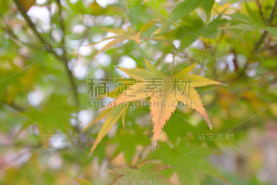 绿叶衬托下的黄叶。