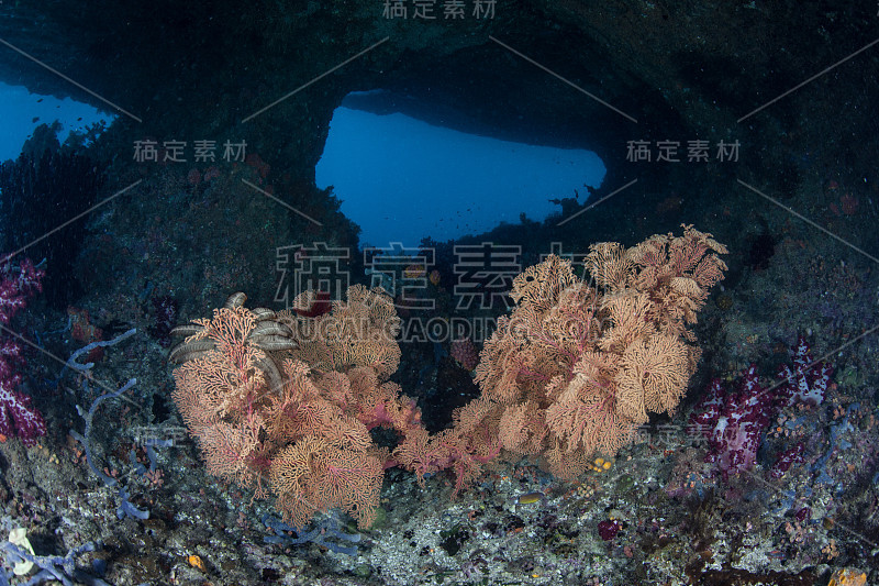 水下的海扇和石灰岩岛