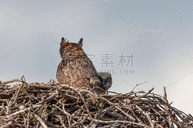 大角鸮