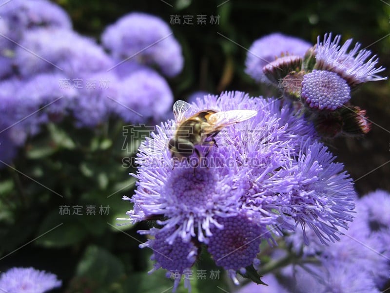 夏季琼脂蓝花近2019