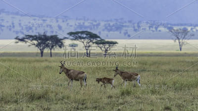 hartebeest (Alcelaphus buselaphus)，也被称为kongoni，是一种