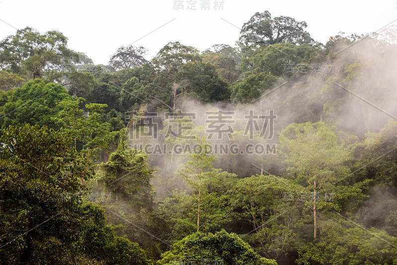 薄雾在婆罗洲的雨林上静静地飘过