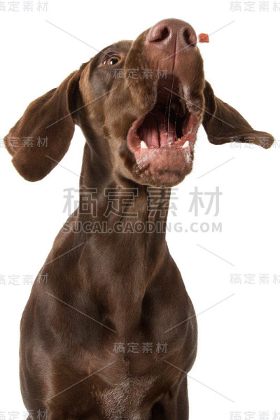 狗狗扑克扑克扑克扑克