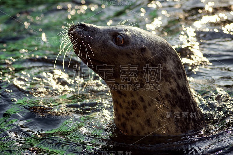 密封水