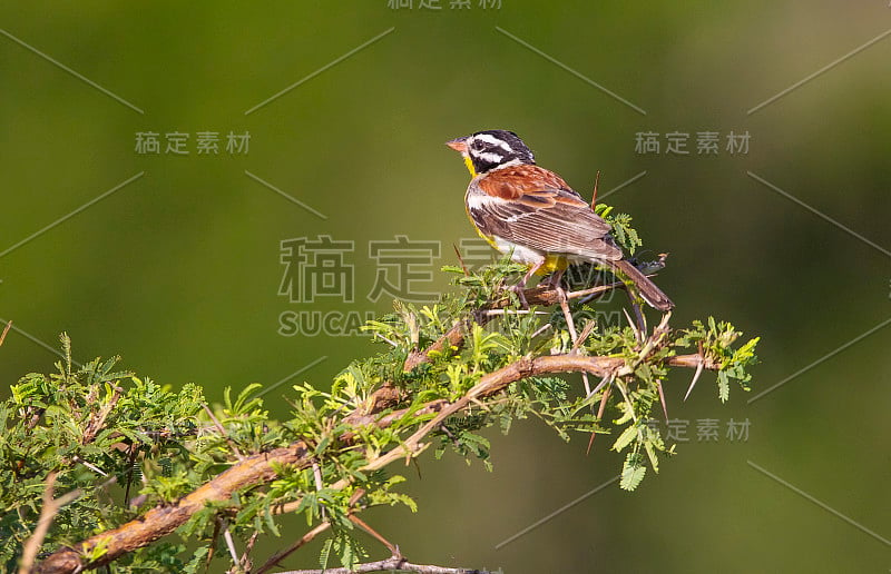 金胸鹀(Emberiza flaviventris)