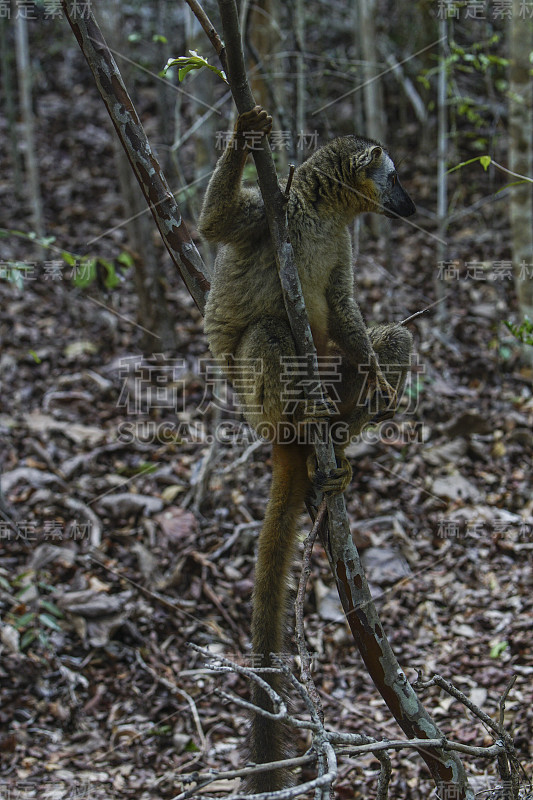 印度洋非洲马达加斯加岛的野生棕色狐猴