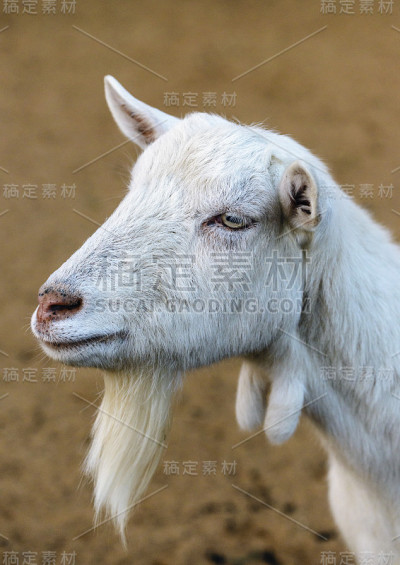 山羊的肖像