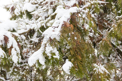 树枝上覆盖着雪