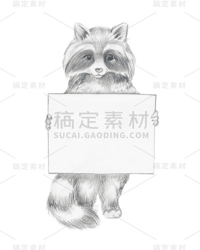 浣熊