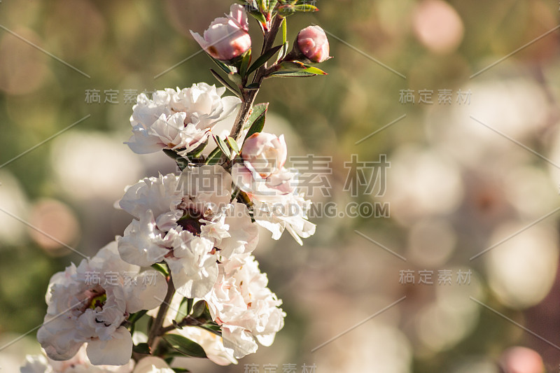 麦卢卡树枝与白花和芽