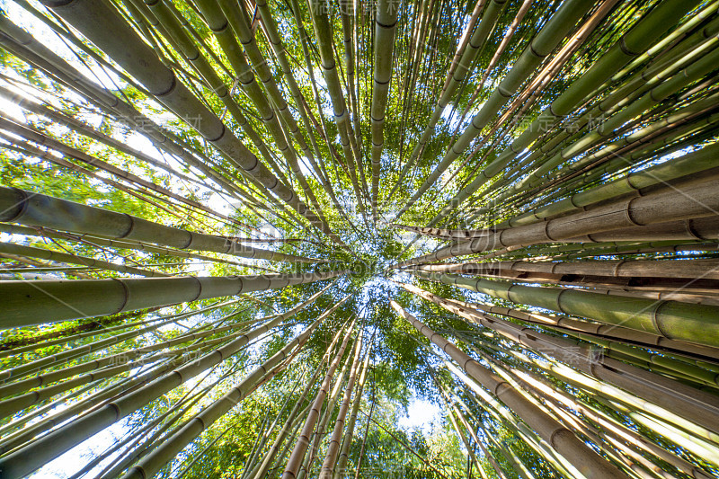 竹林的天空