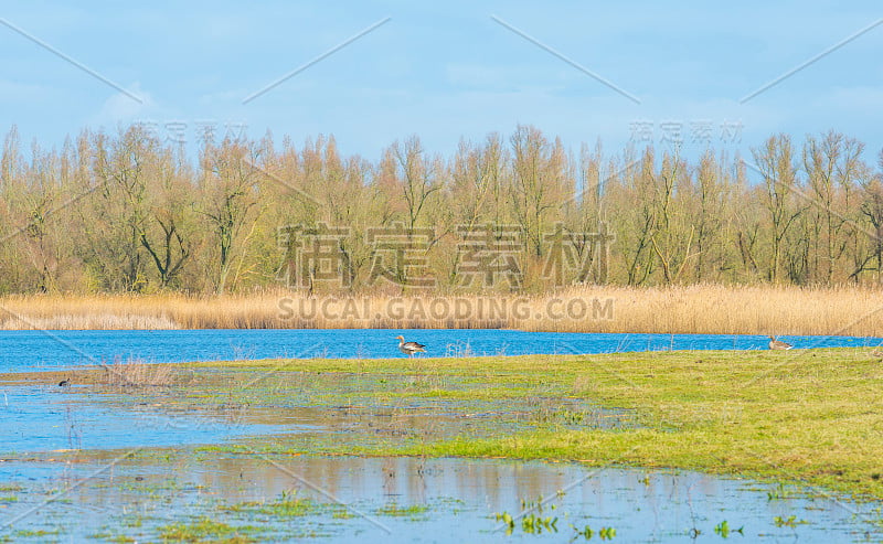 在一个自然公园的湖边芦苇在冬天的阳光